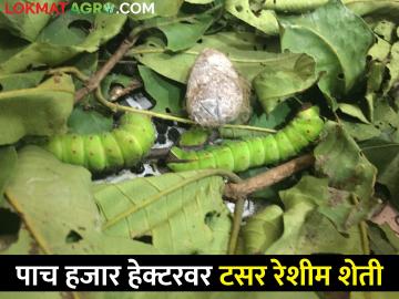 पाच हजार हेक्टरवर फुलवली टसर रेशीम शेती, कसे घेतले जाते पीक - Marathi News | Tussar silk farming flourished on five thousand hectares in gadchiroli | Latest News at Lokmat.com