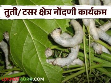 Agriculture News : तुती लागवड व टसर रेशीम लाभार्थ्यांच्या नोंदणीसाठी आवाहन, वाचा सविस्तर - Marathi News | Latest News Appeal for registration of mulberry cultivation and tussar silk beneficiaries, read in detail | Latest News at Lokmat.com Agriculture News : तुती लागवड व टसर रेशीम लाभार्थ्यांच्या नोंदणीसाठी आवाहन, वाचा सविस्तर - Marathi News | Latest News Appeal for registration of mulberry cultivation and tussar silk beneficiaries, read in detail | Latest News at Lokmat.com