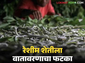 Sericulture Farming : विदर्भातील रेशीम उत्पादक शेतकरी दुसऱ्यांदा अंडीपुंज खरेदी करत आहेत, वाचा सविस्तर - Marathi News | Latest News sericulture Farming Impact of rains on silk tussor farming in Vidarbha | Latest News at Lokmat.com
