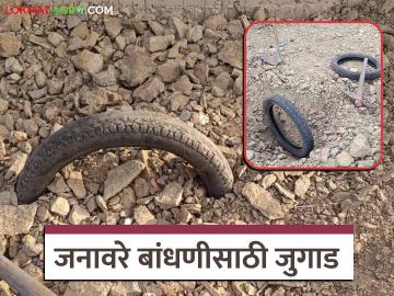 Agriculture News : ना खर्च, ना जास्त मेहनत, असं आहे जनावरे बांधणीसाठीचं टायर जुगाड - Marathi News | Latest News Dairy farming No expense, no extra effort, this is tire jugaad for building animals | Latest News at Lokmat.com Agriculture News : ना खर्च, ना जास्त मेहनत, असं आहे जनावरे बांधणीसाठीचं टायर जुगाड - Marathi News | Latest News Dairy farming No expense, no extra effort, this is tire jugaad for building animals | Latest News at Lokmat.com