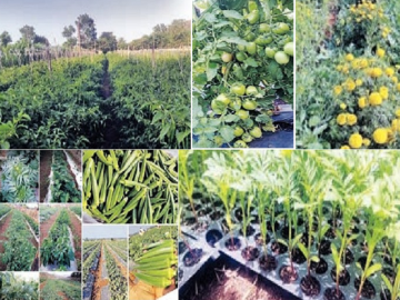 शिक्षिकेने शेती करून दिला धडा - Marathi News | The teacher gave a lesson on agriculture | Latest agriculture News at Lokmat.com