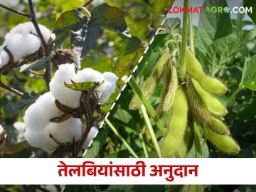 कापूस आणि सोयाबीन पिकांच्या खतांसाठी मिळणार अनुदान; इथे करा अर्ज - Marathi News | Subsidy for fertilizers for cotton and soybean crops; Apply here | Latest News at Lokmat.com