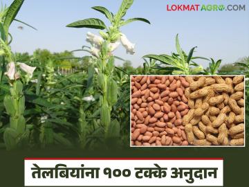 उन्हाळी भुईमूग व तीळ पिकांच्या प्रमाणित बियाण्यासाठी मिळणार १००% अनुदान; कशी कराल नोंदणी? - Marathi News | 100% subsidy will be provided for certified seeds of summer groundnut and sesame crops; How to register? | Latest News at Lokmat.com