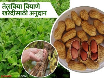 उन्हाळी भुईमुग व तीळ पिकांच्या बियाण्यासाठी १०० टक्के अनुदान; कुठे कराल अर्ज? - Marathi News | 100 percent subsidy for seeds of summer groundnut and sesame crops; Where to apply? | Latest News at Lokmat.com