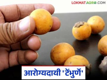 Tembhurne Healthy Fruit: तुम्हाला 'टेंभुर्णे' फळ माहित आहे का? वाचा त्याचे आरोग्यदायी फायदे - Marathi News | Tembhurne Healthy Fruit: latest news Do you know Tembhurne fruit? Read its health benefits | Latest News at Lokmat.com