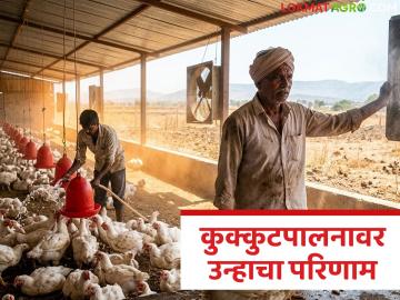 पोल्ट्री फार्ममधील कोंबड्या किती अंश सेल्सिअसपर्यंतचे तापमान सहन करू शकतात, वाचा सविस्तर  - Marathi News | Latest news how many degrees Celsius can chickens in poultry farms tolerate Read in detail | Latest News at Lokmat.com