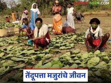 Tendupatta Workers: तेंदूपत्ता मजुरांचे जीवन: संघर्षाची वेदनादायक कहाणी वाचा सविस्तर - Marathi News | latest news Tendupatta Workers: The life of Tendupatta workers: Read the painful story of struggle in detail | Latest News at Lokmat.com Tendupatta Workers: तेंदूपत्ता मजुरांचे जीवन: संघर्षाची वेदनादायक कहाणी वाचा सविस्तर - Marathi News | latest news Tendupatta Workers: The life of Tendupatta workers: Read the painful story of struggle in detail | Latest News at Lokmat.com