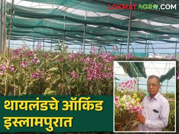 थायलंडचे ऑर्किड इस्लामपुरातील पाटलांच्या शेतात; दहा गुंठ्यात ५ लाखांचे उत्पन्न - Marathi News | Orchids of Thailand at Patil farm in Islampur; 5 lakhs income in ten gunta | Latest News at Lokmat.com