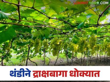 Grape Farming : वाढत्या थंडीमुळे द्राक्षबागा धोक्यात, बागायतदारांचा पूर्ण दिवस शेतातच, वाचा सविस्तर - Marathi News | Latest News Grape Farming Vineyards in danger due to increasing cold, see how to manage | Latest News at Lokmat.com Grape Farming : वाढत्या थंडीमुळे द्राक्षबागा धोक्यात, बागायतदारांचा पूर्ण दिवस शेतातच, वाचा सविस्तर - Marathi News | Latest News Grape Farming Vineyards in danger due to increasing cold, see how to manage | Latest News at Lokmat.com