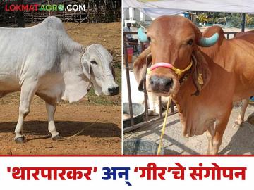Agriculture News : चंद्रपूरात सुखेनैव नांदू लागल्या राजस्थानी ‘थारपारकर’ अन् गुजराती ‘गीर’, वाचा सविस्तर  - Marathi News | Latest News Rajasthani 'Tharparkar' and Gujarati 'Gir' cow well settled in Chandrapur district, read in detail | Latest News at Lokmat.com