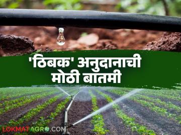 Thibak Anudan : ठिबक व तुषार सिंचन अनुदानाचा जीआर आला; महा-डीबीटीद्वारे पैसे मिळणार - Marathi News | Thibak Anudan : GR for drip and frost irrigation subsidy has arrived; Money will be received through Maha-DBT | Latest News at Lokmat.com
