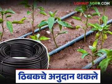 कृषी यांत्रिकीकरण अन् ठिबकच्या अनुदानाचे तब्बल ९० कोटी थकले; शेतकऱ्यांचा वारंवार पाठपुरावा - Marathi News | Nearly 90 crores of agricultural mechanization and drip irrigation subsidies are due; Farmers repeatedly follow up | Latest News at Lokmat.com कृषी यांत्रिकीकरण अन् ठिबकच्या अनुदानाचे तब्बल ९० कोटी थकले; शेतकऱ्यांचा वारंवार पाठपुरावा - Marathi News | Nearly 90 crores of agricultural mechanization and drip irrigation subsidies are due; Farmers repeatedly follow up | Latest News at Lokmat.com