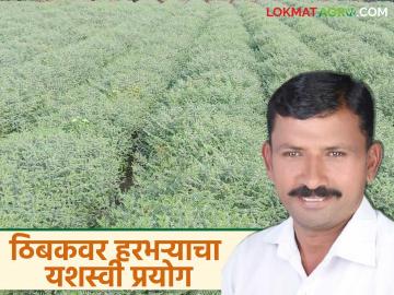 तीन फुटांच्या सरीवर ठिबकचा वापर करून हरभऱ्याची लागवड; एकरात १८ ते २० क्विंटल उत्पादन - Marathi News | Gram cultivation using drip irrigation on three feet of soil; 18 to 20 quintals of yield per acre | Latest News at Lokmat.com तीन फुटांच्या सरीवर ठिबकचा वापर करून हरभऱ्याची लागवड; एकरात १८ ते २० क्विंटल उत्पादन - Marathi News | Gram cultivation using drip irrigation on three feet of soil; 18 to 20 quintals of yield per acre | Latest News at Lokmat.com