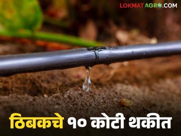 शेतकऱ्यांनी कर्ज काढून ठिबक संच बसवले; शासनाने १० कोटी ३० लाखांचे अनुदान थकवले - Marathi News | Farmers took out loans and installed drip irrigation systems; the government paid a subsidy of Rs 10.3 crore | Latest News at Lokmat.com