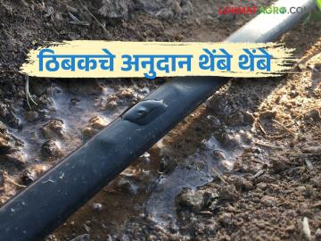 Thibak Anudan : शेतकऱ्यांचे ठिंबक अनुदान रखडले; ६३ लाखांच्या अनुदानासाठी दीड वर्षांपासून प्रतीक्षा - Marathi News | Thibak Anudan : Farmers' drip subsidy delayed; Waiting for one and a half years for subsidy of 63 lakhs | Latest News at Lokmat.com Thibak Anudan : शेतकऱ्यांचे ठिंबक अनुदान रखडले; ६३ लाखांच्या अनुदानासाठी दीड वर्षांपासून प्रतीक्षा - Marathi News | Thibak Anudan : Farmers' drip subsidy delayed; Waiting for one and a half years for subsidy of 63 lakhs | Latest News at Lokmat.com