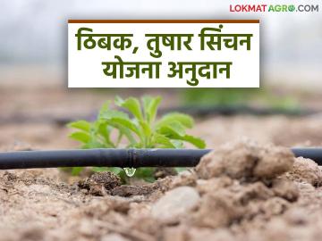 Tibak, Tushar Yojana : ठिबक, तुषार योजनेची उदासीनता, दोन-दोन वर्षे अनुदान नाही, शेतकरी म्हणतात...  - Marathi News | Latest News Tibak Tushar Yojana Anudan Drizzle, Tushar scheme indifferent, no subsidy for two years see details | Latest News at Lokmat.com