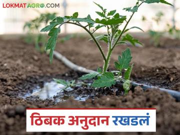 Tibak Anudan : ठिबक सिंचन केले, मात्र अनुदान दीड वर्षांपासून रखडले! वाचा सविस्तर  - Marathi News | Latest News Tibak Anudan Drip irrigation scheme subsidy delayed for one year6 months Read in detail | Latest News at Lokmat.com
