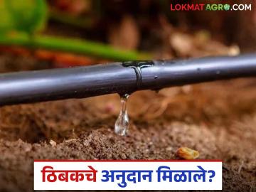 Tibak Anudan : 'या' जिल्ह्यातील शेतकऱ्यांना मिळाले ठिबकचं अनुदान, वाचा सविस्तर  - Marathi News | Latest News Tibak Anudan Farmers in Nandurbar district get drip subsidy read in detail | Latest News at Lokmat.com