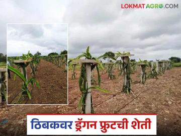 Dragon Farming : खडकाळ माळरानावर ठिबक सिंचनाद्वारे फुलतेय ड्रॅगन फ्रुटची शेती, वाचा सविस्तर  - Marathi News | Latest News Dragon fruit farming on drip irrigation from Rojgar hami yojana read in detail | Latest News at Lokmat.com