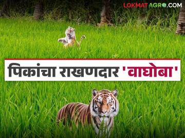 वन्यप्राण्यांकडून शेतीचे नुकसान टाळण्यासाठी शेतात वाघोबा तर घरावर बिबट्या; जाणून घ्या सविस्तर - Marathi News | To prevent damage to agriculture by wild animals, keep tigers in the fields and leopards at home; Know the details | Latest News at Lokmat.com वन्यप्राण्यांकडून शेतीचे नुकसान टाळण्यासाठी शेतात वाघोबा तर घरावर बिबट्या; जाणून घ्या सविस्तर - Marathi News | To prevent damage to agriculture by wild animals, keep tigers in the fields and leopards at home; Know the details | Latest News at Lokmat.com