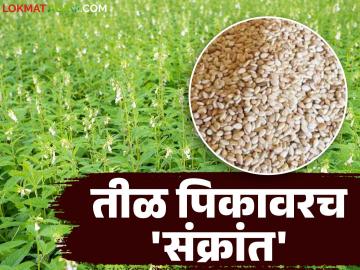 Til Crop : बदलत्या हवामानाचा फटका; तिळ पिकावर 'संक्रांत' वाचा सविस्तर - Marathi News | latest news Til Crop: Impact of changing weather; Read 'Sankrant' on sesame crop in detail | Latest News at Lokmat.com