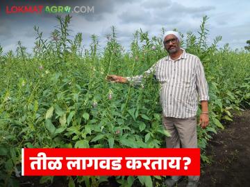 Sesame farming : तीळ पिकाची लागवड करताय, नवीन शेतकऱ्यांसाठी संपूर्ण तीळ लागवड तंत्रज्ञान - Marathi News | Latest news til farming complete sesame cultivation technology for new farmers | Latest News at Lokmat.com
