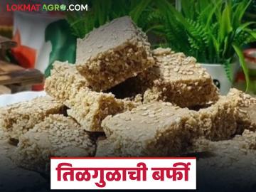 मकर संक्रातीला बनवा आरोग्य आणि चवीला उत्तम असलेली तिळगुळ बर्फी, अशी आहे रेसिपी