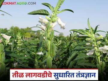 कमी दिवसांत चांगलं उत्पन्न देणारी तिळाची शेती, लागवडीपासून ते काढणीपर्यंतची संपूर्ण माहिती  - Marathi News | Latest News Til Lagvad Sesame farming gives good yield in short period of time, see complete information | Latest News at Lokmat.com कमी दिवसांत चांगलं उत्पन्न देणारी तिळाची शेती, लागवडीपासून ते काढणीपर्यंतची संपूर्ण माहिती  - Marathi News | Latest News Til Lagvad Sesame farming gives good yield in short period of time, see complete information | Latest News at Lokmat.com