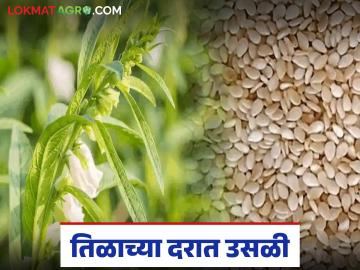 Til Market Update : तिळाच्या दरात उसळी; अकोल्यात फक्त 'इतके' क्विंटल आवक वाचा सविस्तर - Marathi News | latest news Til Market Update: Sesame prices surge; Only 'so many' quintals of arrival in Akola Read in detail | Latest News at Lokmat.com