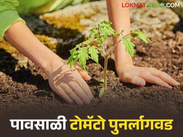 Tomato Lagvad : पावसाळ्यामध्ये टोमॅटोची पुनर्लागवड करताना 'या' गोष्टी लक्षात ठेवा! - Marathi News | Latest News Tomato Lagvad Keep these things in mind when replanting tomatoes during monsoon season | Latest News at Lokmat.com