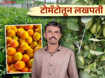 Young Farmer Success Story: टोमॅटो पिकामध्ये एकरी ३९ टनाचे विक्रमी उत्पादन घेत रणजितने कमविले तब्बल १५ लाख - Marathi News | Young Farmer Success Story: Ranjith earned 15 lakhs in the tomato crop with a record yield of 39 tones per acre | Latest News at Lokmat.com