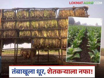 Tobacco Farming : महिलांना रोजगार, शेतकऱ्यांना नफा; तंबाखू लागवडीचा संघर्षमय प्रवास वाचा सविस्तर - Marathi News | latest news Tobacco Farming: Employment for women, profit for farmers; Read the struggle journey of tobacco cultivation in detail | Latest News at Lokmat.com