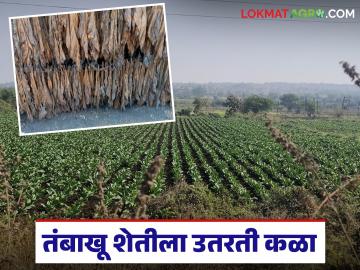 Tobacco Farming Crisis : तंबाखू शेतीला उतरती कळा; काय आहेत कारणे? वाचा सविस्तर - Marathi News | latest news Tobacco Farming Crisis: Tobacco farming is on the decline; What are the reasons? Read in detail | Latest News at Lokmat.com Tobacco Farming Crisis : तंबाखू शेतीला उतरती कळा; काय आहेत कारणे? वाचा सविस्तर - Marathi News | latest news Tobacco Farming Crisis: Tobacco farming is on the decline; What are the reasons? Read in detail | Latest News at Lokmat.com