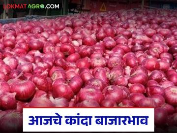 Kanda Bajar Bhav : राज्यात उन्हाळ कांद्याची आवक घटली; वाचा आजचे कांदा बाजारभाव - Marathi News | Kanda Bazaar Bhav: Summer onion arrivals in the state have decreased; Read today's onion market prices | Latest News at Lokmat.com