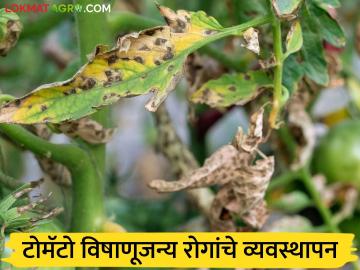 Tomato Farming : टोमॅटोवर मिश्र वातावरणाचा परिणाम, विषाणूजन्य रोगांचा बंदोबस्त कसा कराल?  - Marathi News | Latest news Tomato Farming How to control effects of mixed climate on tomatoes, viral diseases | Latest News at Lokmat.com Tomato Farming : टोमॅटोवर मिश्र वातावरणाचा परिणाम, विषाणूजन्य रोगांचा बंदोबस्त कसा कराल?  - Marathi News | Latest news Tomato Farming How to control effects of mixed climate on tomatoes, viral diseases | Latest News at Lokmat.com