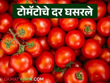 Tomato Market : टोमॅटो बाजारात 16 टक्क्यांनी घट, काय दर मिळतोय, वाचा सविस्तर - Marathi News | Latest News Tomato market Current price down 16 percent compared to last week | Latest News at Lokmat.com Tomato Market : टोमॅटो बाजारात 16 टक्क्यांनी घट, काय दर मिळतोय, वाचा सविस्तर - Marathi News | Latest News Tomato market Current price down 16 percent compared to last week | Latest News at Lokmat.com