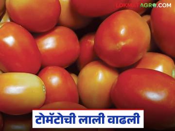 एका आठवड्यात टोमॅटोचे दर दुप्पट; वाचा मुंबई बाजार समितीत कसा मिळतोय दर? - Marathi News | Tomato prices double in a week; Read how the price is being determined in the Mumbai Market Committee? | Latest News at Lokmat.com