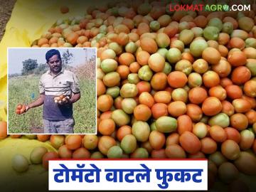 मजुराची हजेरी न निघाल्याने आठवडा बाजारात शेतकऱ्याने टोमॅटो वाटले फुकट - Marathi News | Farmer distributes tomatoes for free at weekly market due to laborer's absence | Latest News at Lokmat.com मजुराची हजेरी न निघाल्याने आठवडा बाजारात शेतकऱ्याने टोमॅटो वाटले फुकट - Marathi News | Farmer distributes tomatoes for free at weekly market due to laborer's absence | Latest News at Lokmat.com