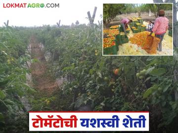 Tomato Farming Success : दाभाडा गावाची ओळख बदलली; टोमॅटो शेतीतून लाखोंचा नफा वाचा सविस्तर - Marathi News | latest news Tomato Farming Success: The identity of Dabhada village changed; Profit of lakhs from tomato farming Read in detail | Latest News at Lokmat.com