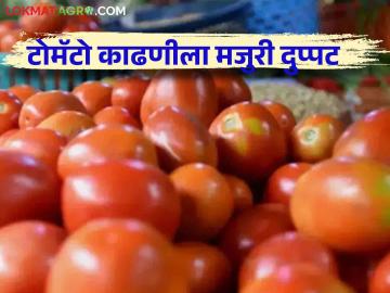 Tomato Harvesting : टोमॅटो कॅरेटला मिळणाऱ्या भावापेक्षा काढणीची मजुरी दुप्पट, वाचा सविस्तर  - Marathi News | Latest News Tomato Harvesting Harvesting rates double price of tomato carrots, read more  | Latest News at Lokmat.com