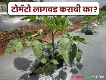 टोमॅटोचे बाजारभाव उतरले तरीही शेतकरी उन्हाळी टोमॅटोची लागवड का करतायत? काय असेल कारण? - Marathi News | Why are farmers cultivating summer tomatoes even though the market price of tomatoes has fallen? What could be the reason? | Latest News at Lokmat.com