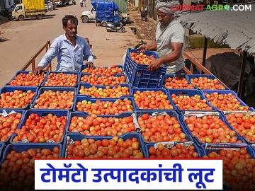 कॅरेटचा दर 300 रुपये असेल, तर पावतीवर 270 किंवा 280 रुपये, टोमॅटो उत्पादकांची लूट  - Marathi News | Latest News Tomato Market Farmers cheated by traders in Pimpalgaon Baswant Tomato Market | Latest News at Lokmat.com