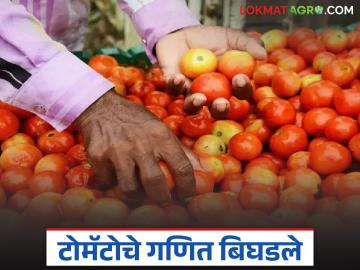 Tomato Bajar Bhav : टोमॅटोचे गणित बिघडले; तीन दिवसांत 'इतक्या' रुपयांनी घसरले भाव - Marathi News | latest news Tomato Bajar Bhav: Tomato math went wrong; Prices fell by 'so much' rupees in three days | Latest News at Lokmat.com Tomato Bajar Bhav : टोमॅटोचे गणित बिघडले; तीन दिवसांत 'इतक्या' रुपयांनी घसरले भाव - Marathi News | latest news Tomato Bajar Bhav: Tomato math went wrong; Prices fell by 'so much' rupees in three days | Latest News at Lokmat.com