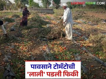 Tomato Market : पावसाने टोमॅटोची 'लाली' फिकी; भाव घसरले अर्ध्यावर! - Marathi News | latest news Tomato Market: Rain has faded the 'redness' of tomatoes; prices have fallen by half! | Latest market-yard News at Lokmat.com
