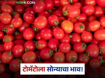 Tomato Bajar Bhav : टोमॅटोला सोन्याचा भाव; देवगाव रंगारीत मिळाला उच्चांकी दर वाचा सविस्तर - Marathi News | latest news Tomato Bajar Bhav: Tomato is worth gold; Highest price received in Devgaon Rangari Read in detail | Latest News at Lokmat.com