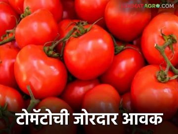 Tomato Market : करमाड बाजारात टोमॅटोची धूम; पावसातही दमदार आवक वाचा सविस्तर - Marathi News | latest news Tomato Market : Tomato boom in Karmad market; Strong arrival even in the rain Read in detail | Latest News at Lokmat.com