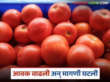 दीड लाख खर्चून हाती शून्य; बाजारातील मागणी घटल्याने टोमॅटो उत्पादक शेतकरी संकटात - Marathi News | Zero in hand after spending 1.5 lakh; Tomato farmers in crisis due to reduced market demand | Latest News at Lokmat.com