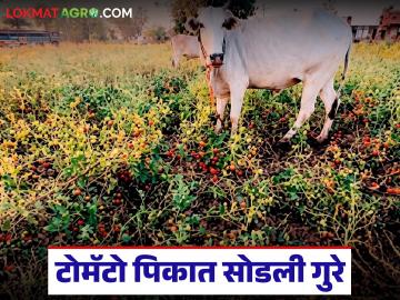 टोमॅटोला पाच रुपये प्रति किलोचा दर, शेतकऱ्यांनो अख्ख्या शेतात सोडली गुरे, वाचा सविस्तर  - Marathi News | Latest News Tomato price is Rs 5 per kg, farmers leave cattle in the entire field, read in detail | Latest News at Lokmat.com