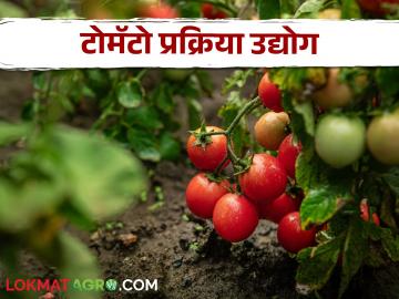 Tomato Processing : टोमॅटो प्रक्रिया उद्योगातून काय-काय करता येईल? जाणून घ्या सविस्तर - Marathi News | Latest News Process tomatoes to produce food, less loss, economic benefit read details | Latest News at Lokmat.com Tomato Processing : टोमॅटो प्रक्रिया उद्योगातून काय-काय करता येईल? जाणून घ्या सविस्तर - Marathi News | Latest News Process tomatoes to produce food, less loss, economic benefit read details | Latest News at Lokmat.com