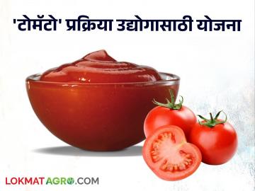 टोमॅटो प्रक्रिया उद्योगासाठी मिळतंय भरघोस अनुदान; घ्या या योजनेचा लाभ - Marathi News | Maximum subsidy for tomato processing industry; Take advantage of this government scheme | Latest News at Lokmat.com